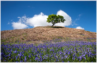 Blue Heaven