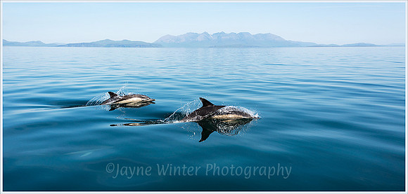 Common-dolphins, Isle-of-Skye