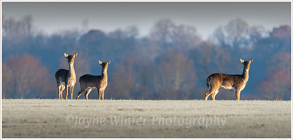 Fallow-deer-nr-Kersoe, Bredon-Hill
