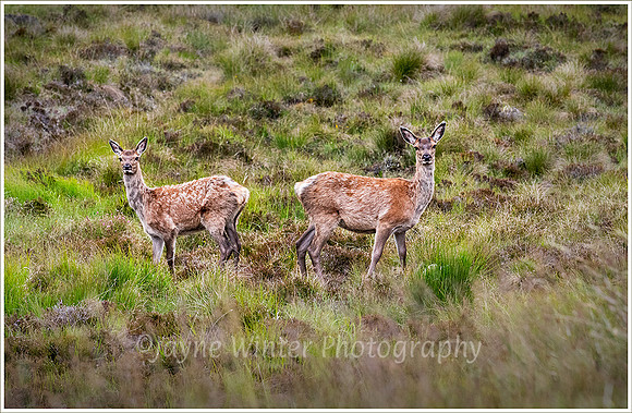 A-couple-of-hinds