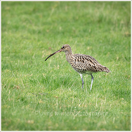 Curlew