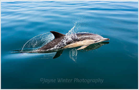 Common-dolphin