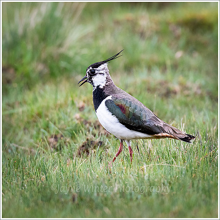 Lapwing, Peewit