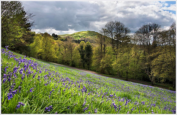 Bluebells, British Camp, Malvern Hills