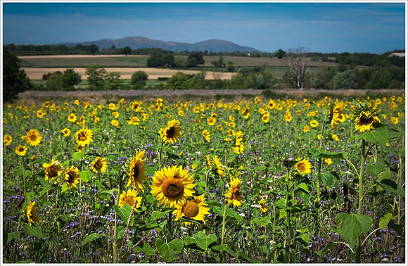 Sunflowers, Bredons Norton