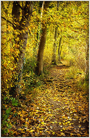 Tiddesley Wood in Autumn
