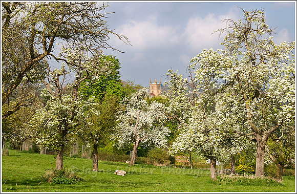 Spring Blossom Pershore Abbey