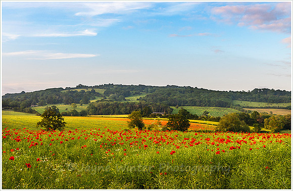 Through the Poppies to Bredon Hill