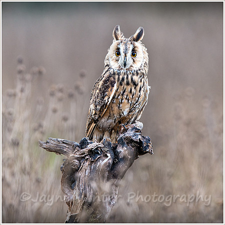Long Eared Owl