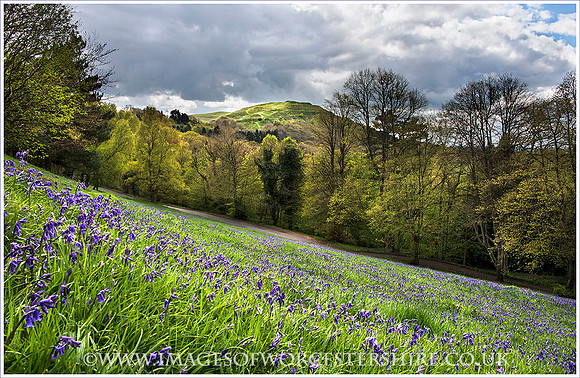 LA151_Bluebells_near_British _Camp (1) Blog