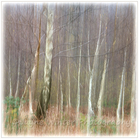 Birch Haze