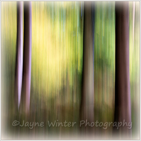 Woodland Glow