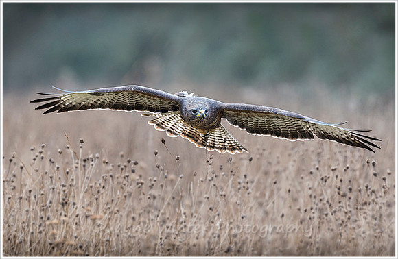 Buzzard in Flight