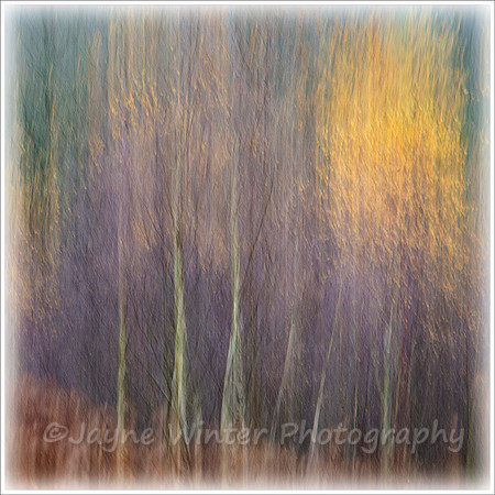 Birch Glow