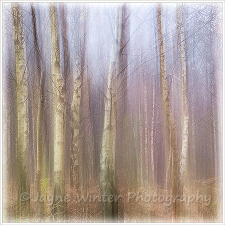 Birch Mist