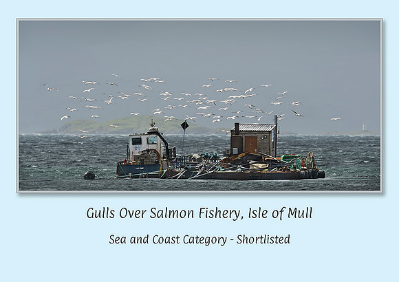 Gulls Over Salmon Fishery, Isle of Mull