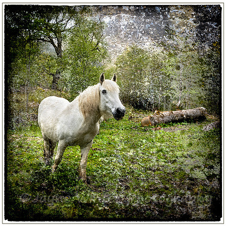 Inquisitive