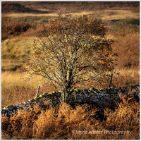 Autumn Tree near Lochdon