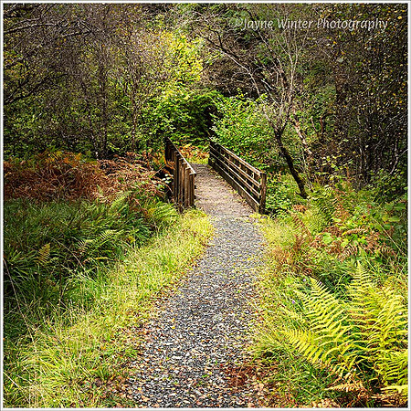 Footbridge in Salen Woods