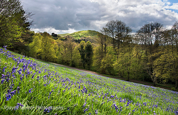 Jayne-Winter-BLUEBELLS-BRITISH-CAMP-MALVERNS Blog