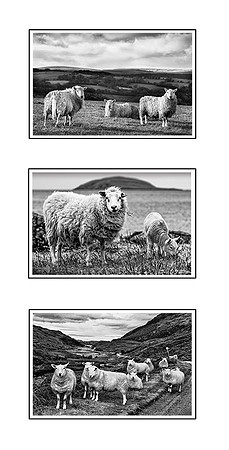 The Sheep Collection - 1