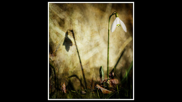 Shadow of Sping for blog