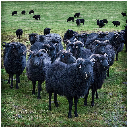 The Gathering