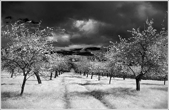 Springtime in the Orchard, Atch Lench