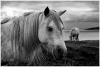 Monochrome